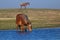 Sorrel wild horse drinking on the watering place