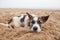 Sorrow face of homeless dog lying on sand beach with lonely feel