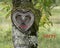 Sorry card to say sorry to beloved people and friends. Beautiful natural heart shaped face in a tree trunk.