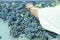 Sorting blue grapes