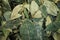 sorting dried coca leafs in a small woven basket