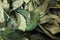 sorting dried coca leafs in a small woven basket