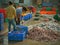 Sorting fish for sale on the quayside at Diu island, Gujarat