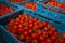Sorting and packaging line of fresh ripe red tomatoes on vine in