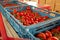 Sorting and packaging line of fresh ripe red tomatoes on vine in