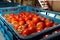 Sorting and packaging line of fresh ripe red tomatoes on vine in