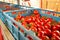 Sorting and packaging line of fresh ripe red tomatoes on vine in