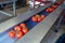 Sorting and packaging line of fresh ripe red tomatoes on vine in