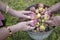 Sorting Ripe Apples