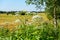 Sosnovsky hogweed in the field