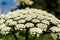 Sosnowski`s Hogweed, a weed in the field Heracleum sphondylium, flowering umbel