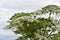 Sosnowsky\'s hogweed flowering plant
