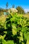 Sosnowsky`s hogweed Heracleum sosnowskyi is a dangerous herbaceous flowering plant