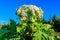 Sosnowsky`s hogweed Heracleum sosnowskyi is a dangerous herbaceous flowering plant