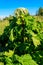 Sosnowsky`s hogweed Heracleum sosnowskyi is a dangerous herbaceous flowering plant