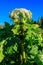 Sosnowsky`s hogweed Heracleum sosnowskyi is a dangerous herbaceous flowering plant