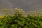 Sosnowsky's hogweed Heracleum sosnowskyi dangerous invasive plant