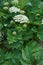 Sosnowsky\'s hogweed (Heracleum sosnowskyi) is a flowering plant in the family Apiaceae