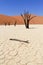 Sossusvlei dead valley landscape. Nanib desert