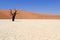 Sossusvlei dead valley landscape in the Nanib desert near Sesriem