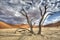 Sossusvlei Deadvlei trees, dunes