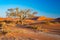 Sossusvlei Namibia, scenic clay salt flat with braided Acacia trees and majestic sand dunes. Namib Naukluft National Park, travel