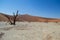 Sossusvlei Salt Pan Desert Landscape with Dead Trees, Dunes