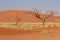 Sossusvlei sand dunes landscape in Nanib desert
