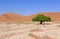 Sossusvlei sand dunes landscape in the Nanib desert near Sesriem