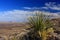 Sotol cactus in texas desert