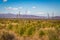 Sotol in the Chihuahuan Desert