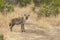 Sotted Hyena crossing the forest path in the morning light at Masai Mara, Kenya