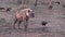 A sotted hyena and a hooded vulture standing together