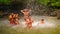 Soufriere, Saint Lucia - May 12, 2016: A waterfall at the Botanical Gardens in Saint Lucia