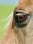 Soulful Equine Eye