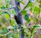 Sound producing insect, Cicada on a tree trunk