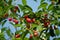 Sour cherries on the branch. Ripening sour cherry with morning dew drops on twig in the garden. Black cherries with