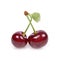 Sour cherry