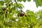 Sour cherry fruits hanging on branch. Sour cherries with leaf. Sour cherry tree