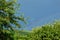 Sour cherry tree and generic vegetation. Rainbow after the rain