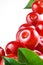 Sour cherry on white background. Fruit macro