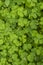 Sour grass plants or wood sorrel forming a beautiful texture background pattern with some parts in focus