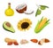 Source of edible oil set, coconut, avocado, sunflower, corncob, peanut, almond, sesame, olive vector Illustrations on a