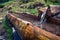 A source in the mountains in a wooden trough