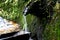 A source of natural water in the environment. falling water, stones with green slime, wooden box. Sao Paulo Botanical Garden