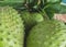 Soursop also graviola, guyabano is the fruit of Annona muricata