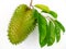 Soursop (Annona muricata)