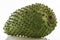 Soursop (Annona muricata)