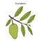 Soursop Annona muricata , or guanabana, medicinal plant