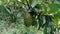 Soursop Annona muricata L., sirsak, durian belanda, graviola, guyabano, guanÃ¡bana, Annona muricata hanging on the tree in the ga